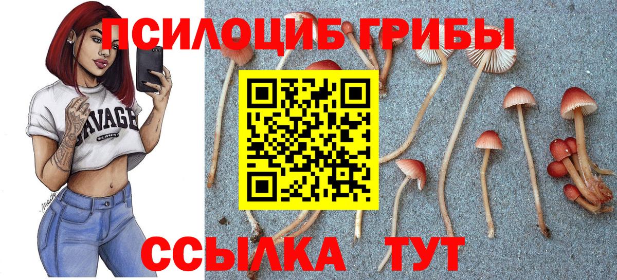 Псилоцибиновые грибы Cubensis Вязники